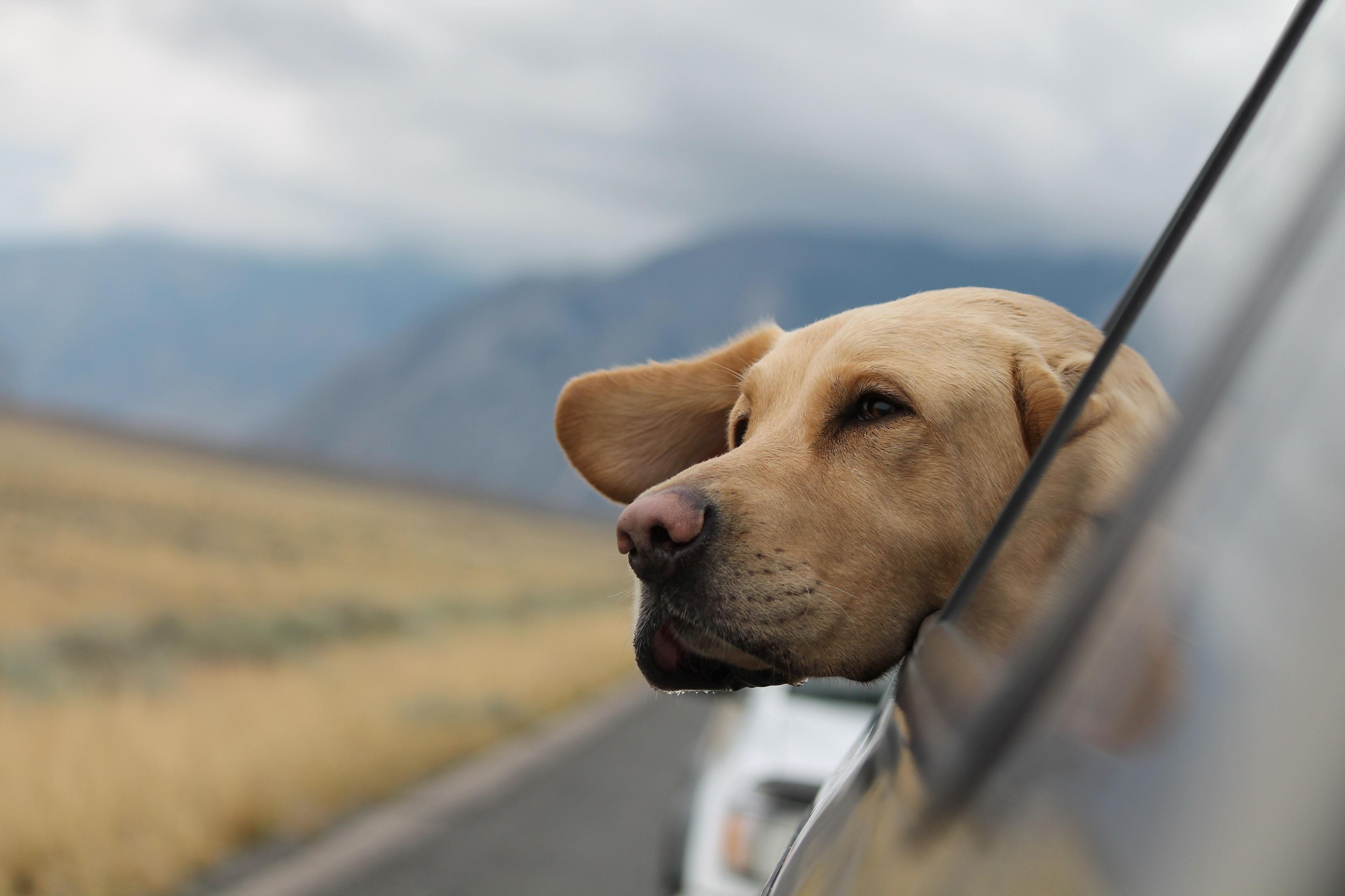 golden short haired dog with head out of car window