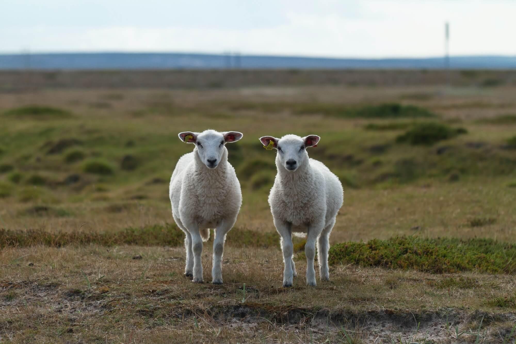 Two sheep stood next to each other in a grassy field looking at the camera.